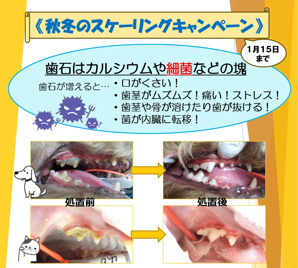 スケーリングキャンペーン